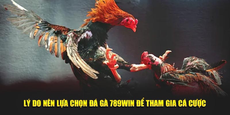 Lý do nên lựa chọn đá gà 789Win để tham gia cá cược