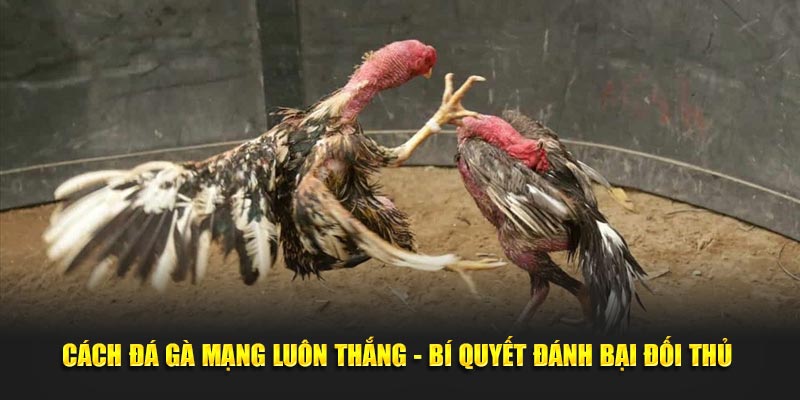 Cách Đá Gà Mạng Luôn Thắng - Bí Quyết Đánh Bại Đối Thủ 