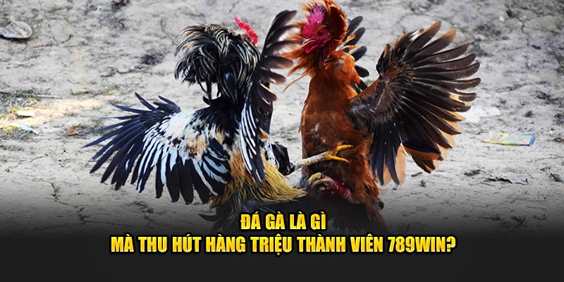 Đá Gà Là Gì Mà Thu Hút Hàng Triệu Thành Viên 789Win?