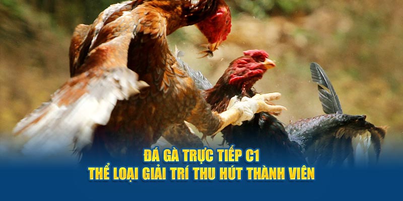 Đá Gà Trực Tiếp C1 - Thể Loại Giải Trí Thu Hút thành Viên