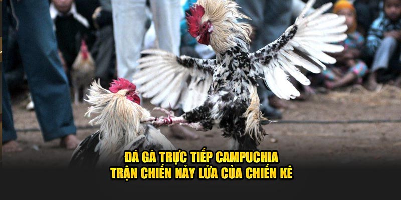 Trực Tiếp Đá Gà Campuchia 789Win - Sôi Động Mỗi Ngày