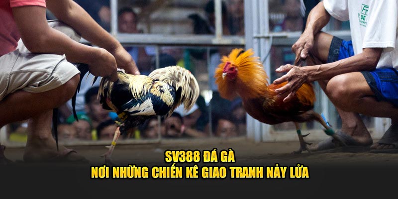 SV388 Đá Gà - Nơi Những Chiến Kê Giao Tranh Nảy Lửa