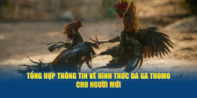 789Win Đá Gà Thomo - Sức Hút Từ Những Chiến Kê Đỉnh Cao