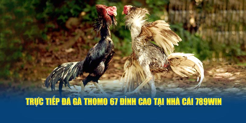 Trực Tiếp Đá Gà Thomo 67 Đỉnh Cao Tại Nhà Cái 789Win